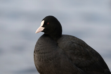 Eurasian coot close up, Fulica atra, portrait of a bird