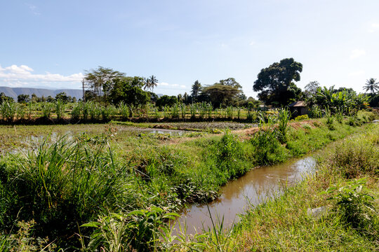 Irrigation ditch beside crop fields in Tanzania