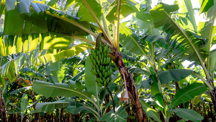 Banana plants in a sunlit field in Mto Wa Mbu