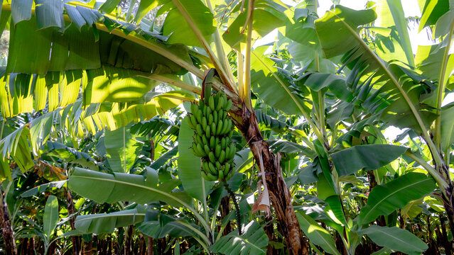 Banana plants in a sunlit field in Mto Wa Mbu