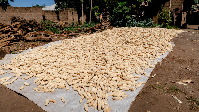 Corn drying under the sun in a rural setting
