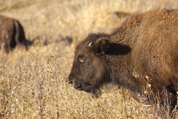 Close up of Plains Bison