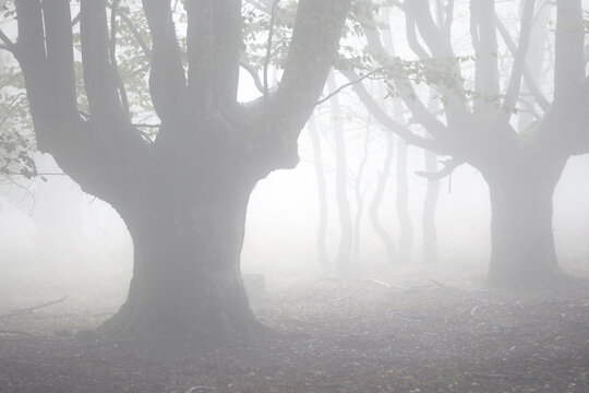 Foggy morning in the enchanting The Albertia Forest