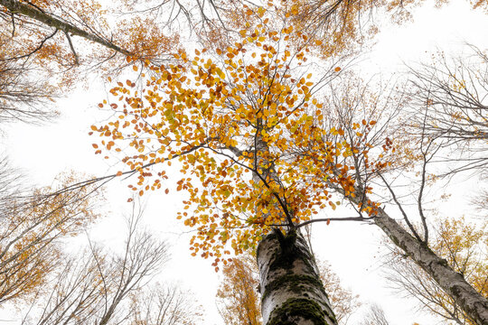 Towering trees in Belaustegui forest during autumn