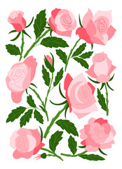 Pink rose flower set with blooming roses, buds and green leaves drawn in clean hand drawn vector style isolated on white background. The illustration represents romance, beauty