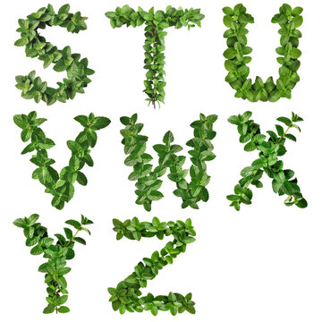 MINT, An organic letter form embracing the color and density variation of natural mint.