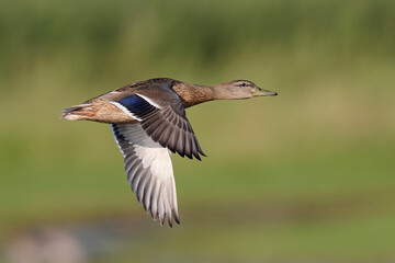 Obraz premium Mallard (Anas platyrhynchos)