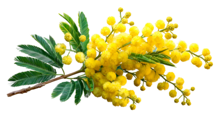 Close-up of a mimosa branch with vibrant yellow pom-pom flowers and green leaves