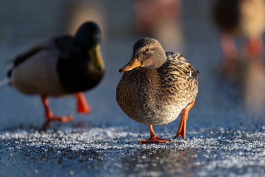 Mallard (Anas platyrhynchos)