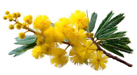 Close-up of yellow flowering branch with fuzzy round blooms & green leaves