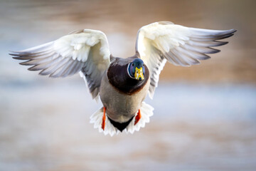 Mallard (Anas platyrhynchos)