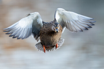 Mallard (Anas platyrhynchos)