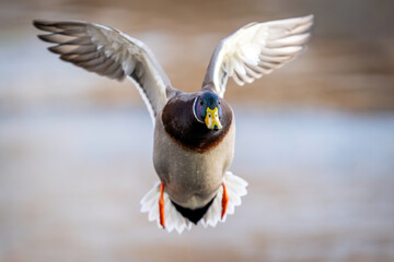 Mallard (Anas platyrhynchos)