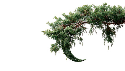 Evergreen tree branch with needles, angled against a black background