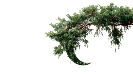 Evergreen tree branch with needles, angled against a black background