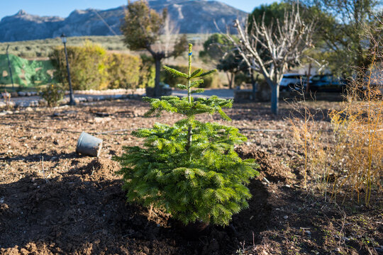 Young Christmas tree in a sustainable garden setting