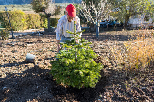 Planting a Christmas tree for sustainable gardening