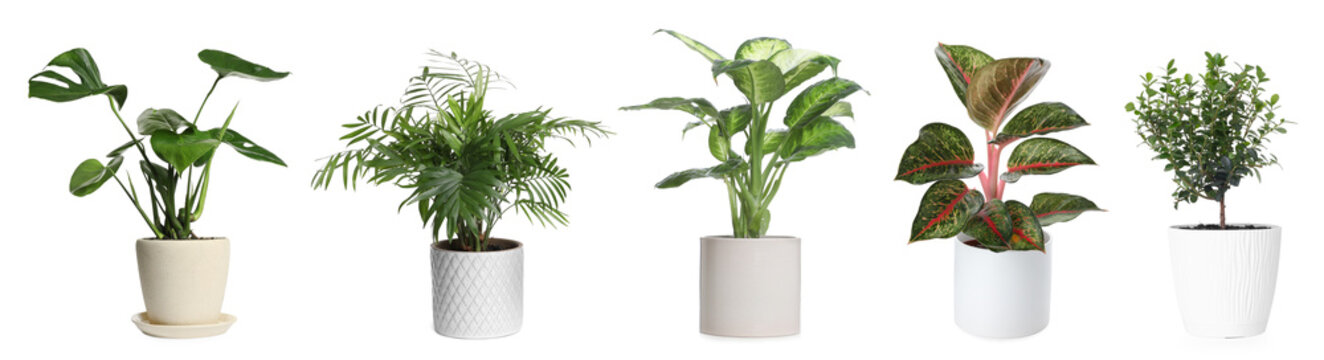 Different house plants in pots isolated on white, collection