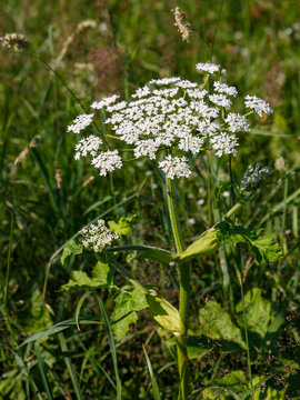 Sosnovsky's hogweed ( Latin- Heracleum sosn&oacute;wskyi ) is a large herbaceous plant, a species of the genus Heracleum of the Umbelliferae family