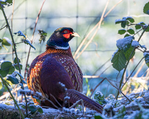 Male pheasant in an English wood just after a light fall of snow.