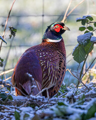 Male pheasant in an English wood just after a light fall of snow.