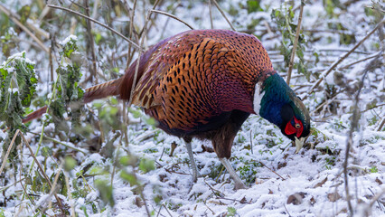 Male pheasant in an English wood just after a light fall of snow.