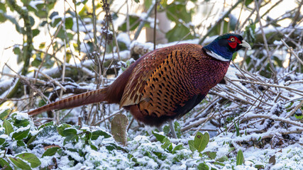 Male pheasant in an English wood just after a light fall of snow.