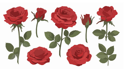 Decorative botanical red rose vector illustration set isolated on white background for floral branding