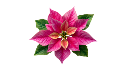 A vibrant, detailed poinsettia flower with pink bracts and green foliage on black