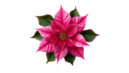 A vibrant magenta poinsettia with green leaves against a stark black background