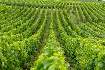 Green vineyard rows cultivating grapes in Champagne, France