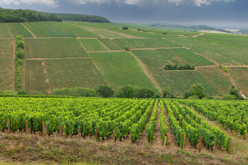 Chablis Bourgogne Franche Comte vineyards cultivating wine grapes