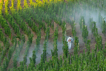 Worker spraying chemicals on grapevines in a vineyard