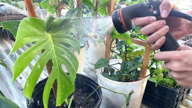 Manos regando plantas de monstera deliciosa en vivero urbano