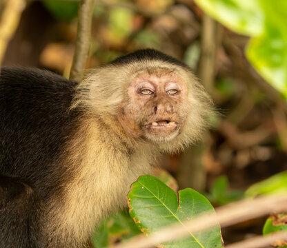 Drunk capuchin monkey with heavy eyes and missing teeth. 