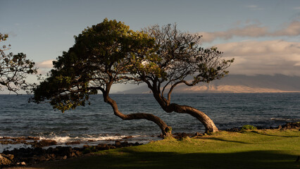 Obraz premium Wind blown thorn trees along the rock coast of Maui in Hawaii. 