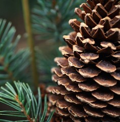 close up of a pine cone.