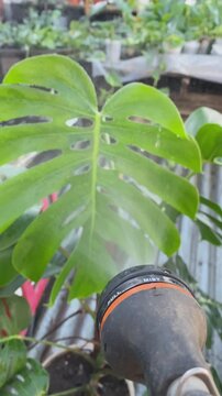 Manos regando plantas de monstera deliciosa en vivero urbano