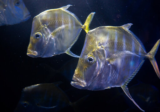A pair of Lookdown fish or, Selene vomer swimming in dark water.