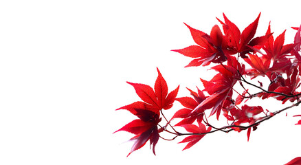 Vibrant red maple leaves against a stark black backdrop