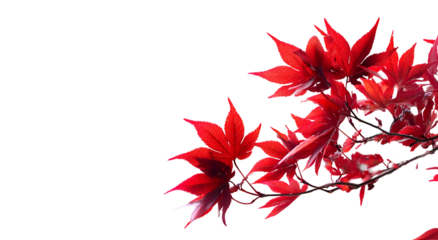 Vibrant red maple leaves against a stark black backdrop