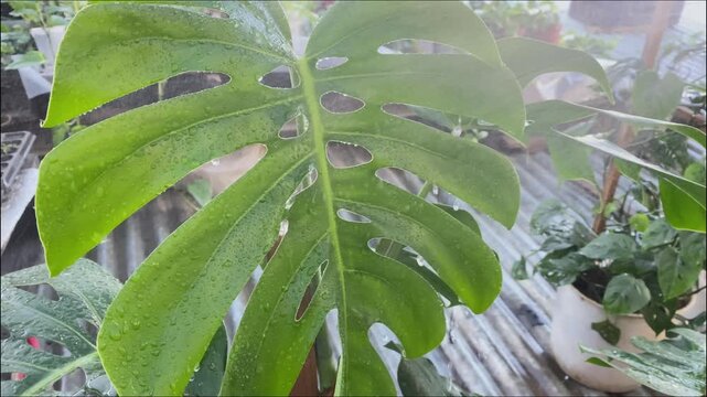 Manos regando plantas de monstera deliciosa en vivero urbano