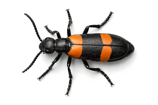 Photorealistic 3D medical concept of mild contact dermatitis from blister beetle exposure: blister beetle near a small localized redness patch on human forearm skin