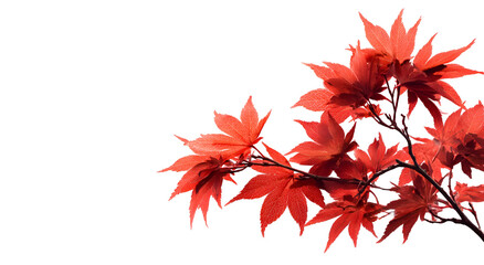 Vivid, crimson maple leaves with textured edges against a black, blank background