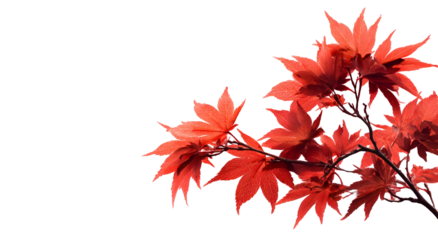 Vivid, crimson maple leaves with textured edges against a black, blank background