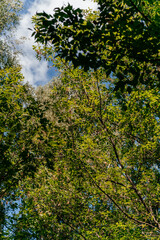 Scenic green meadow with trees under a clear blue sky on a sunny day orange autumn 