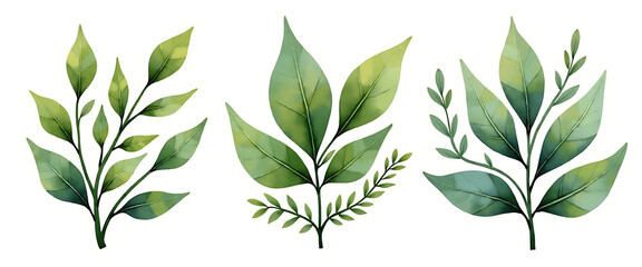 Collection of three watercolor green leaf branches and stems isolated on white background for botanical design layout