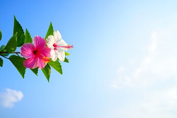 Beautiful pink and white hibiscus flowers with green leaves against blue sky with clouds