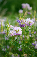 Close up fo blooming flowers of Securigera varia, commonly known as Crown Vetch.