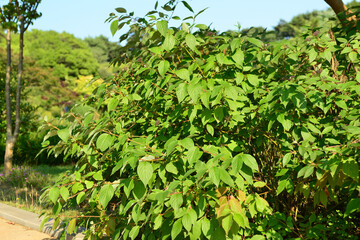 Yellow-twig dogwood Cornus sericea of Cornaceae is a shrub with yellow stems and white flowers. This is an authentic optical photography captured on location